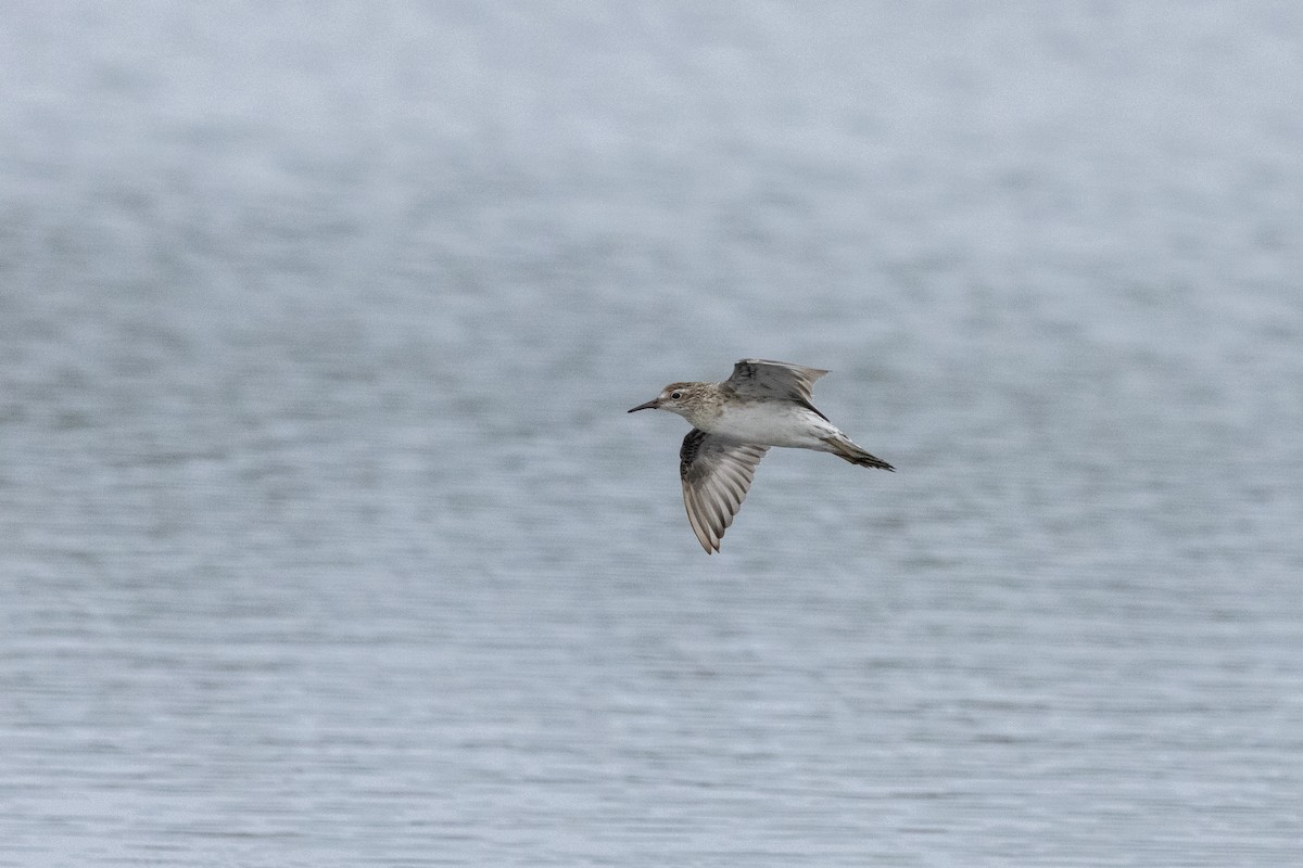 Sharp-tailed Sandpiper - ML646574588