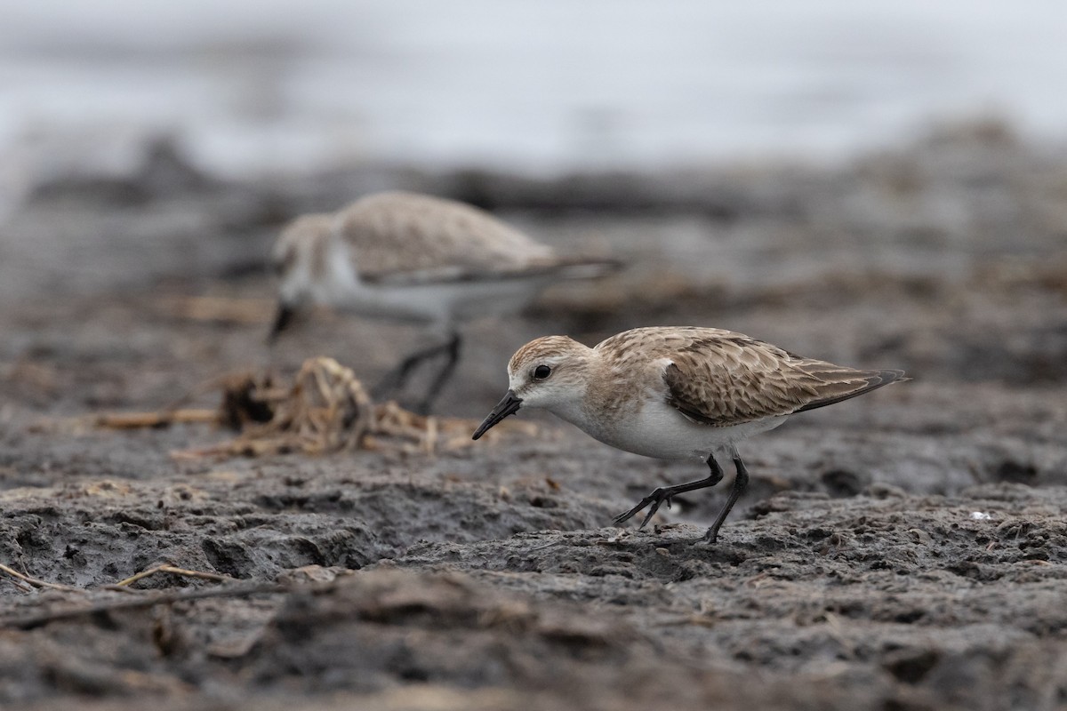 Red-necked Stint - ML646574592