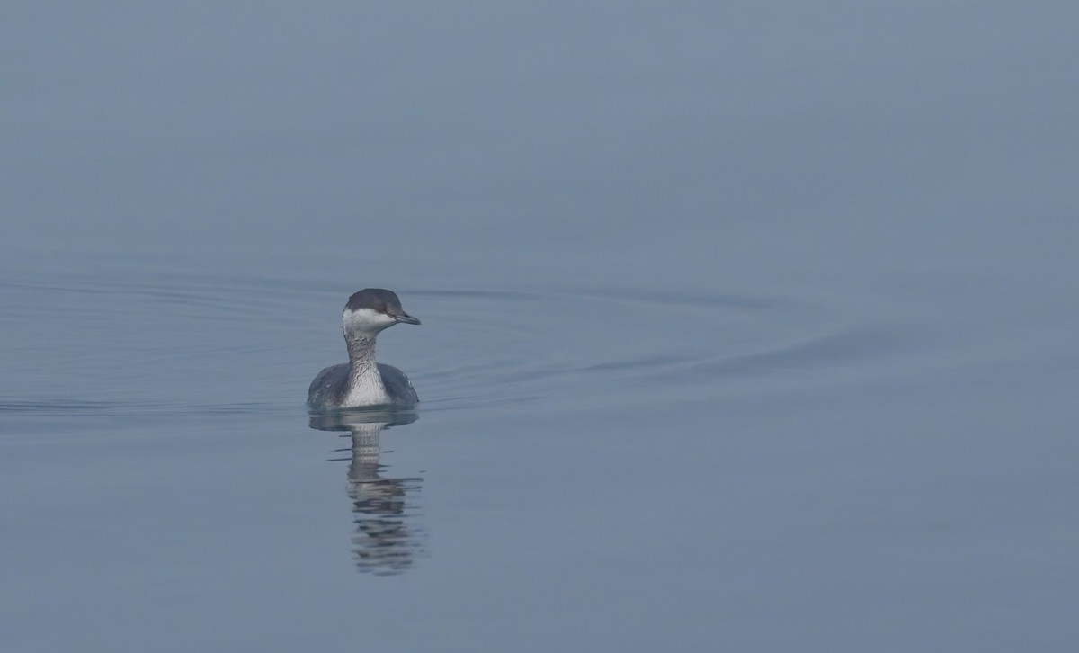 Txilinporta urrebelarria - ML646574593