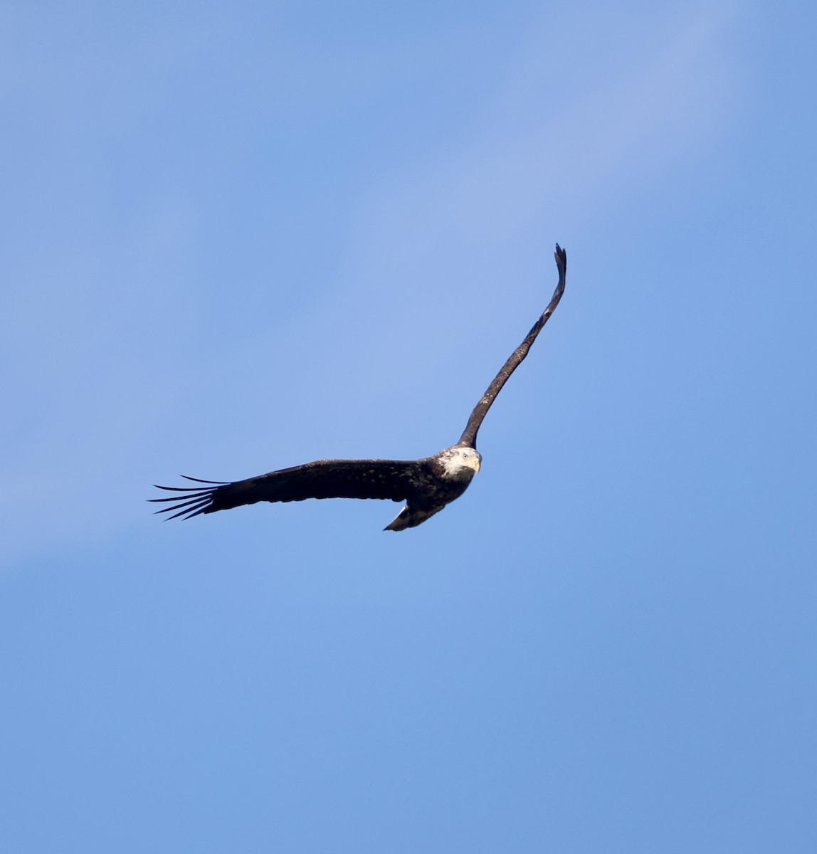 Pygargue à tête blanche - ML646574595