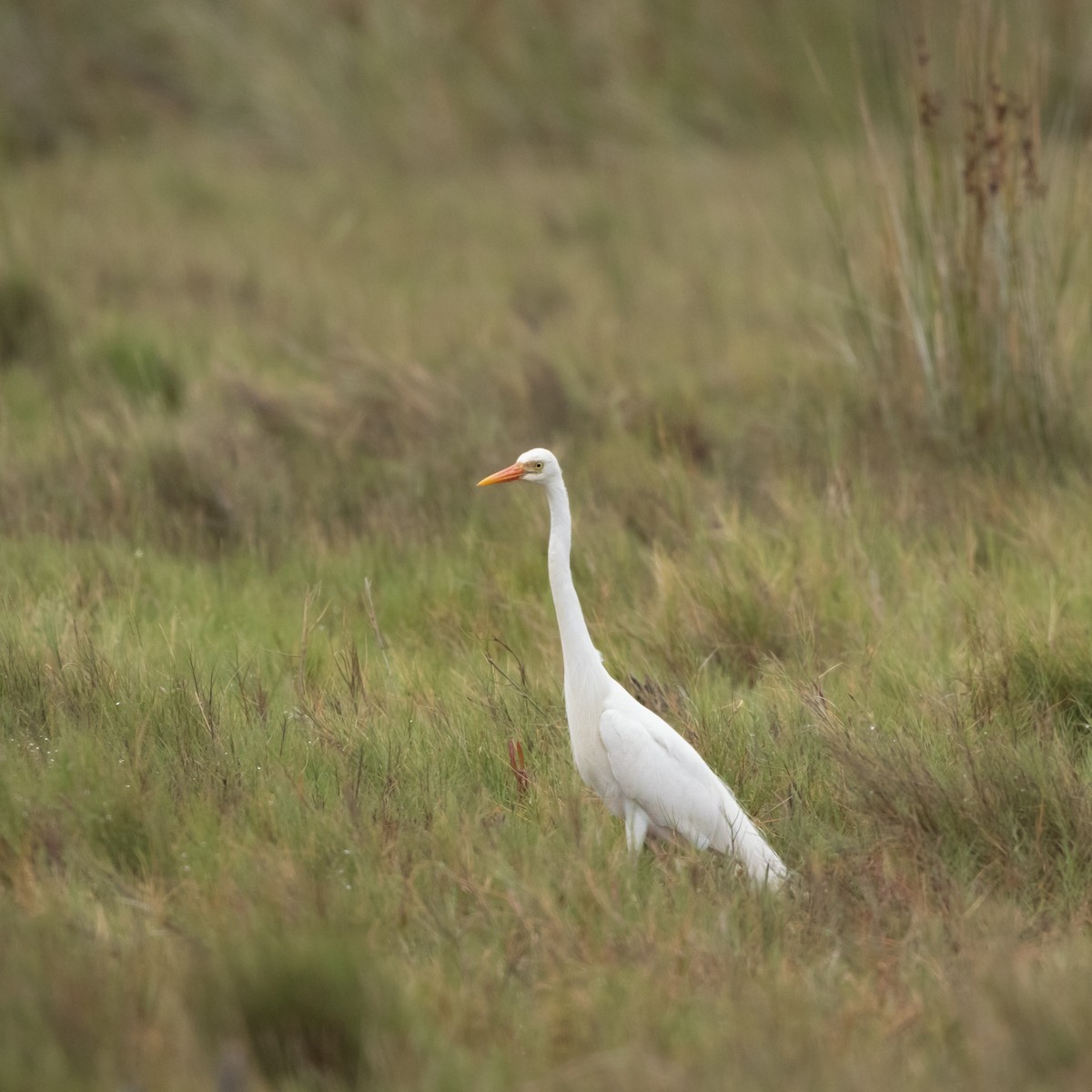 Plumed Egret - ML646574598