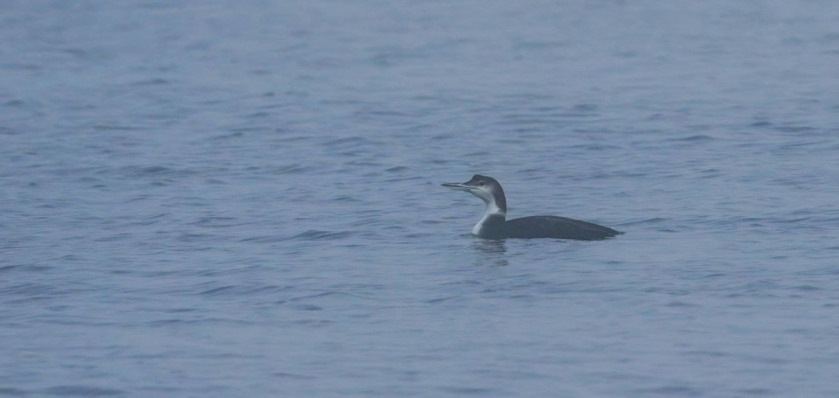 Common Loon - ML646574599