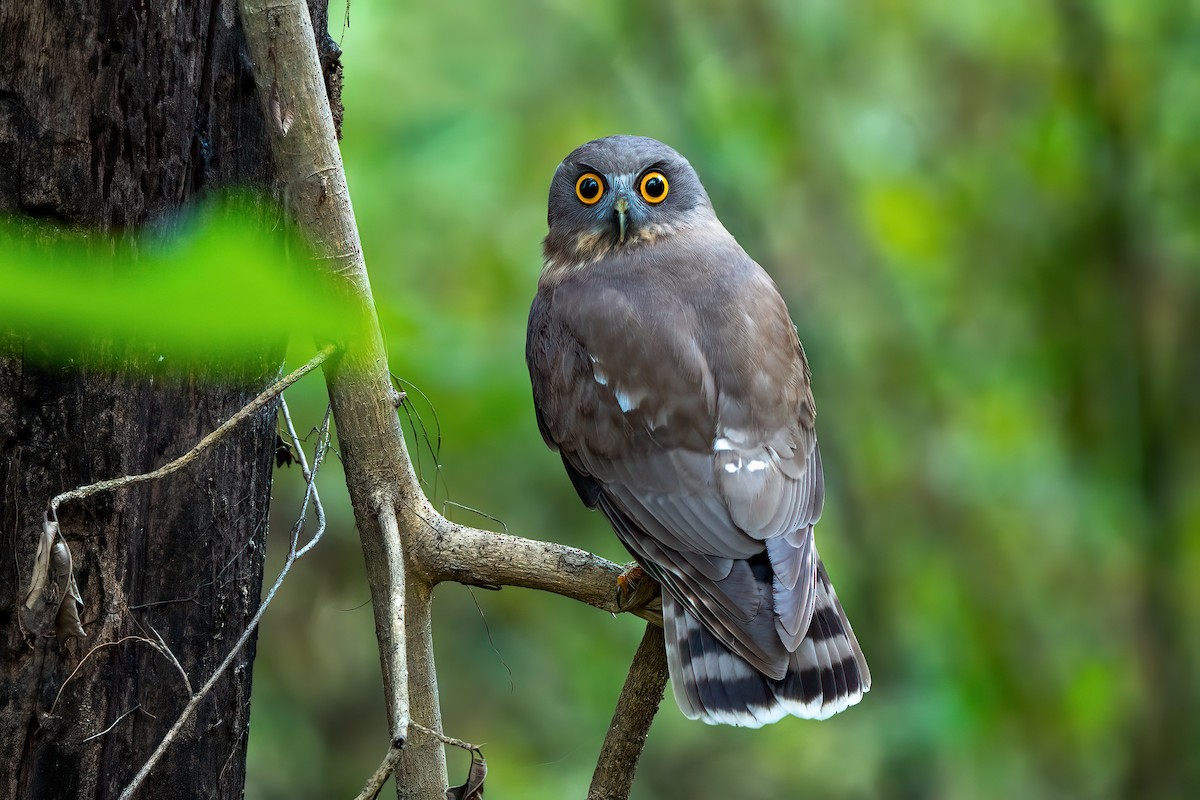 Brown Boobook - ML646574603