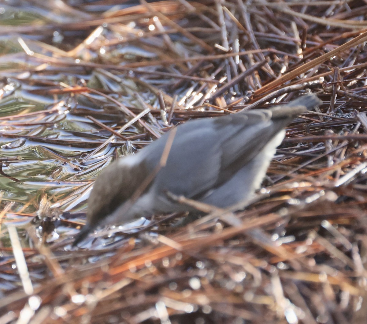 Sittelle à tête brune - ML646574609
