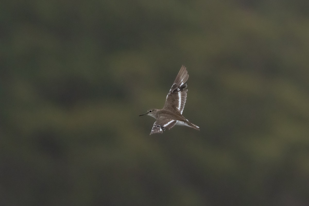 Common Sandpiper - ML646574615