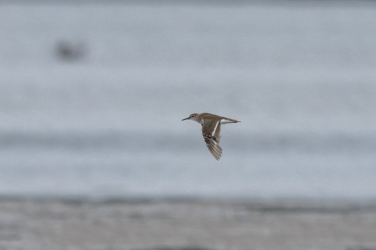 Common Sandpiper - ML646574616