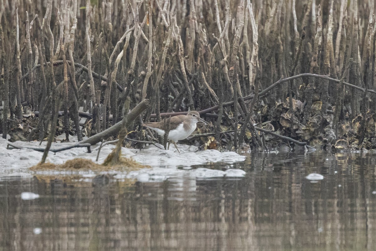 Common Sandpiper - ML646574617