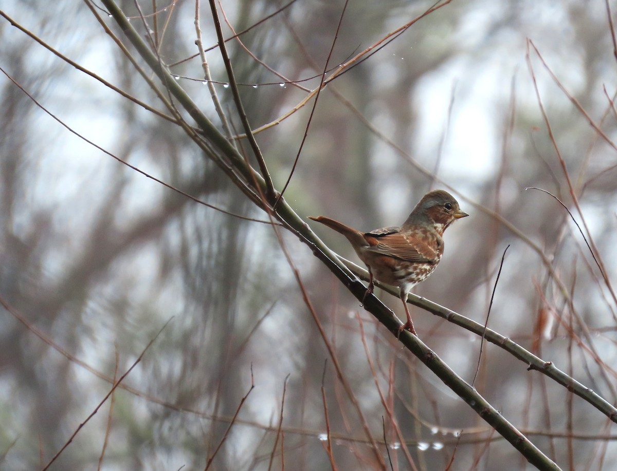 Fox Sparrow - ML646574618