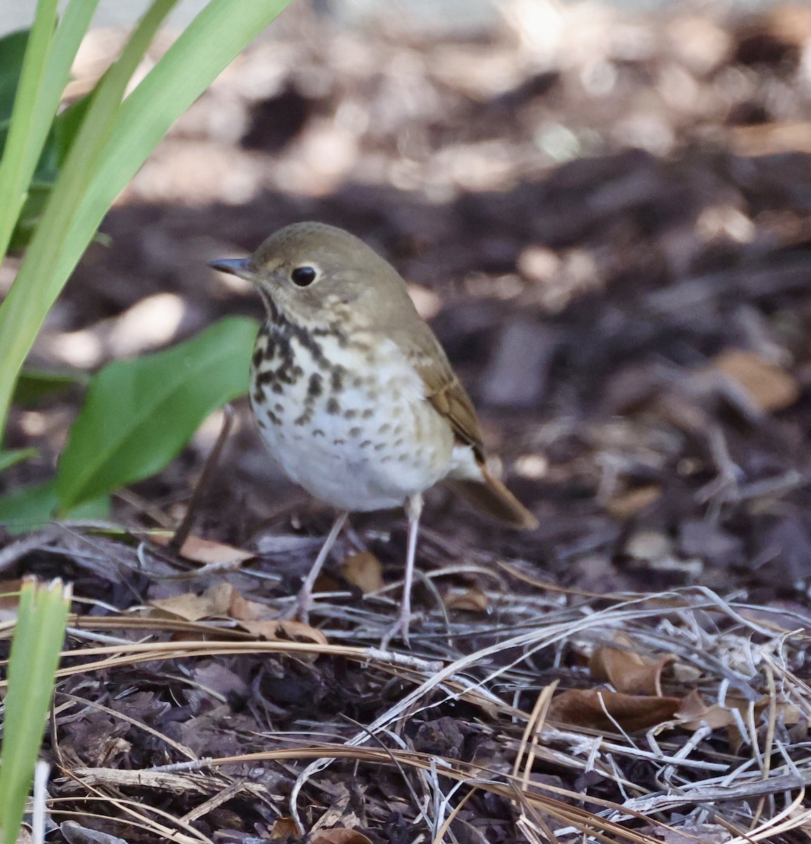 Дрізд-короткодзьоб плямистоволий - ML646574619