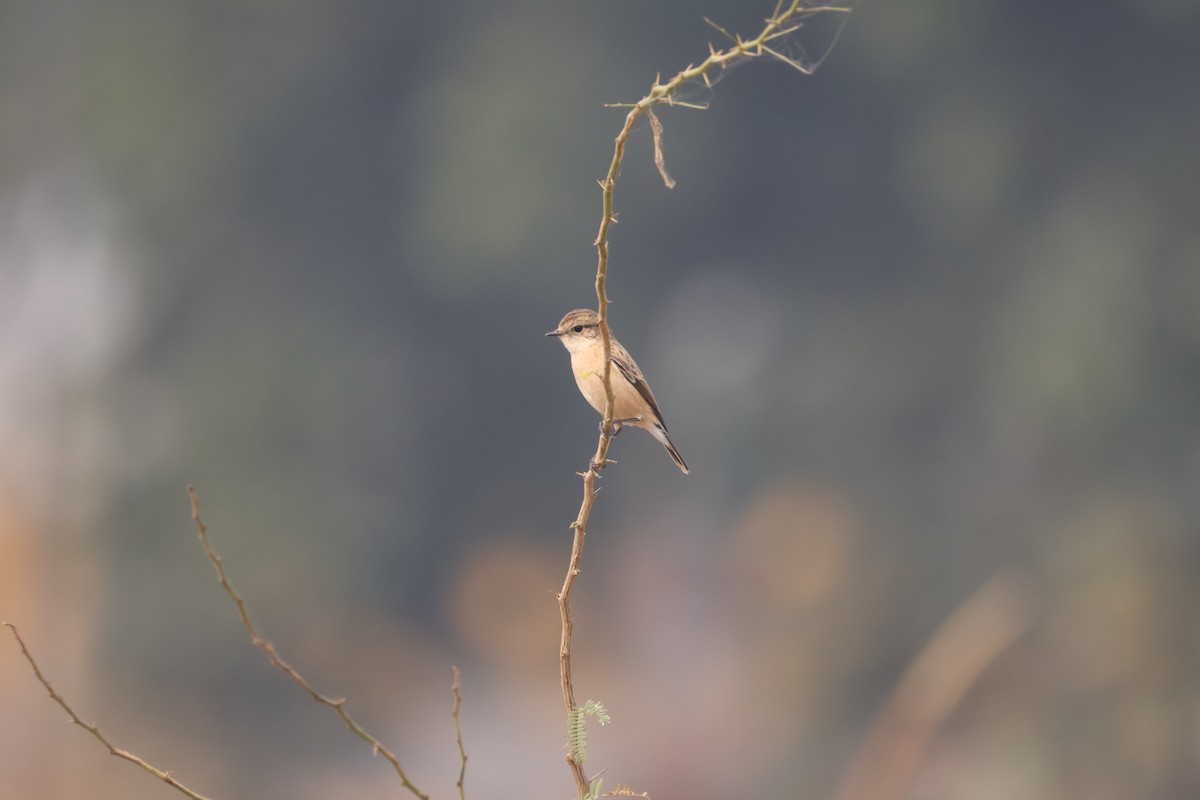 Siberian Stonechat - ML646574623
