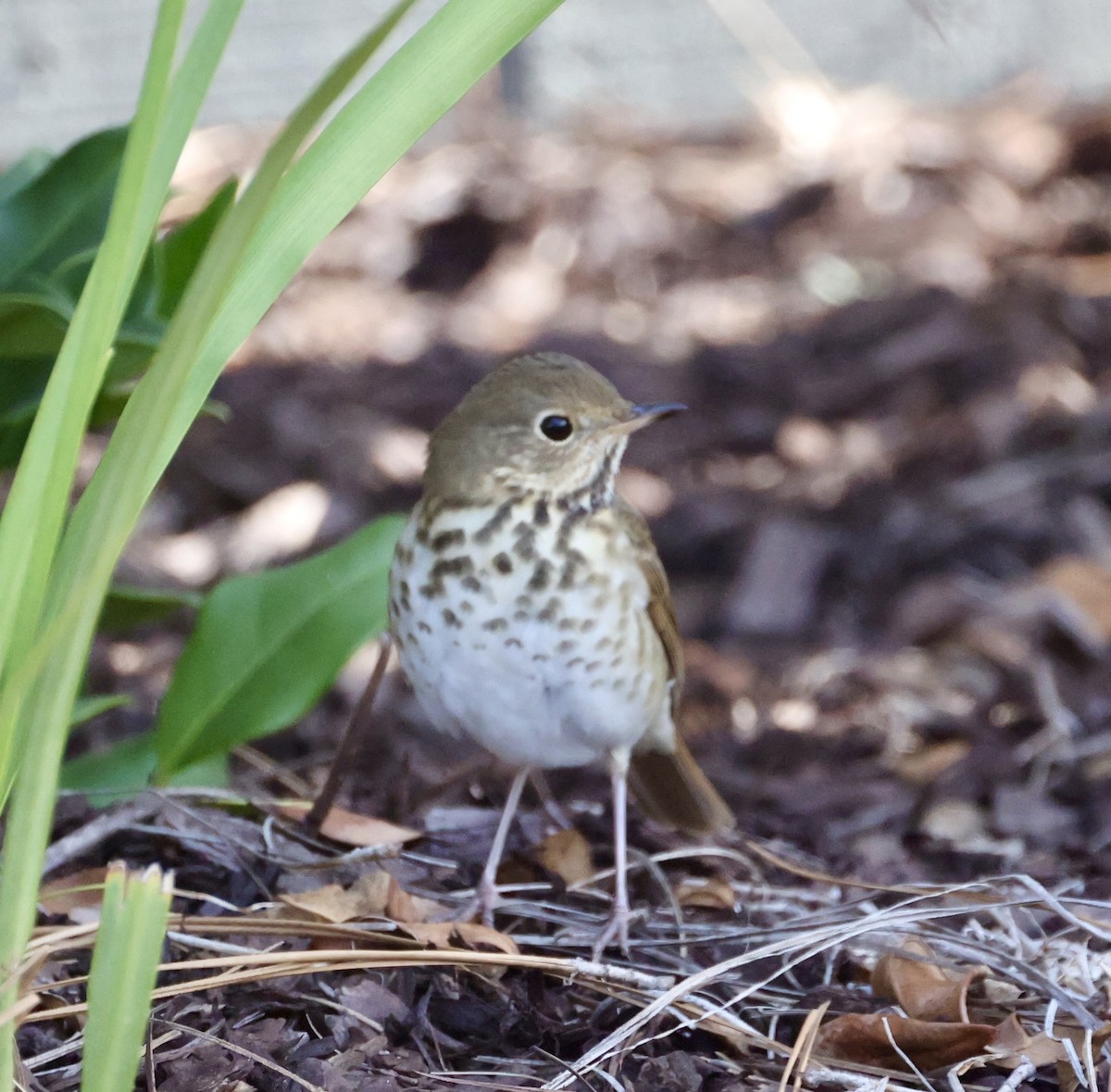 Дрізд-короткодзьоб плямистоволий - ML646574627