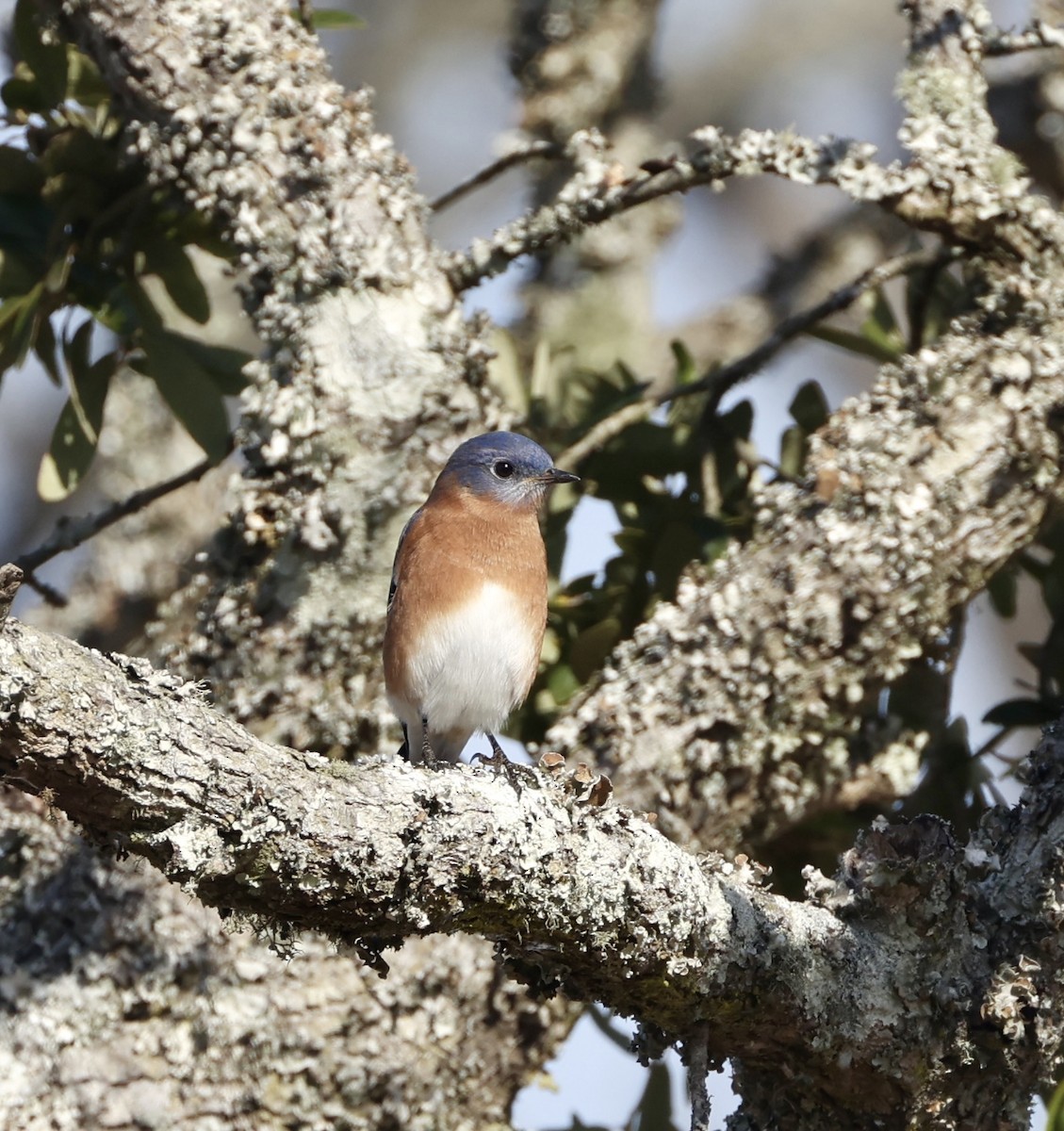 østblåfugl - ML646574632