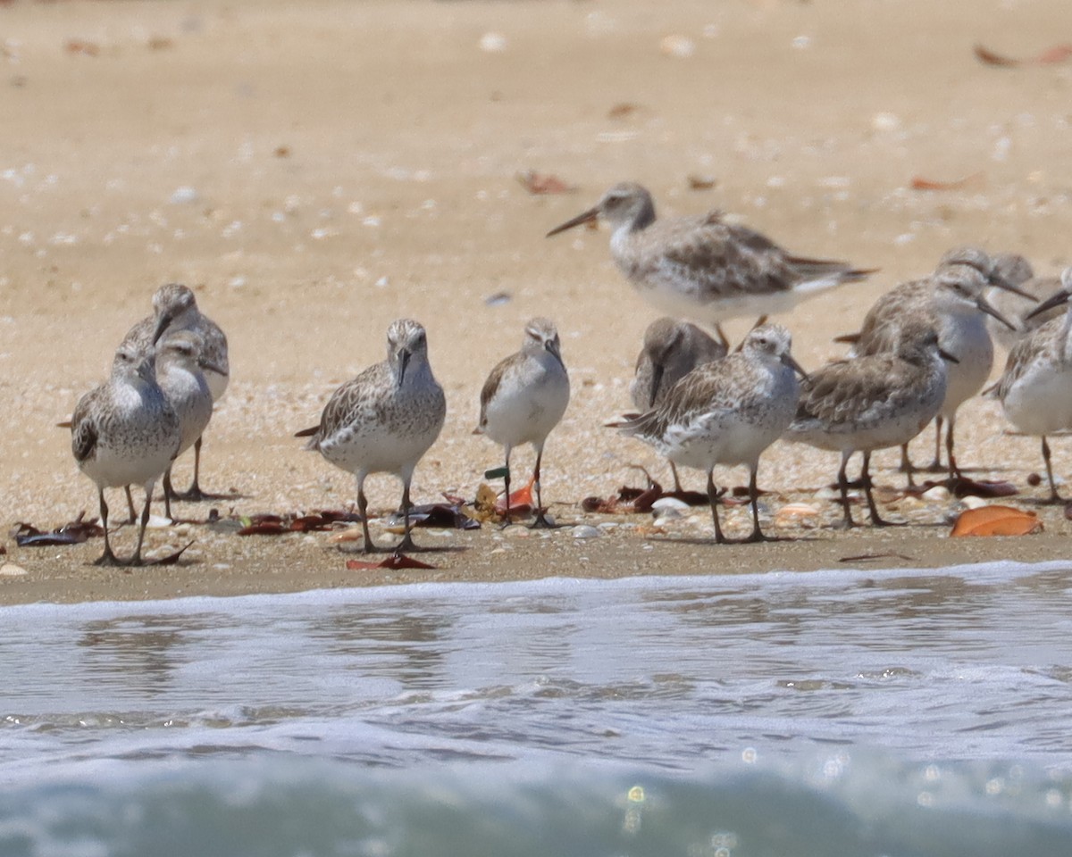 Sichelstrandläufer - ML646574633