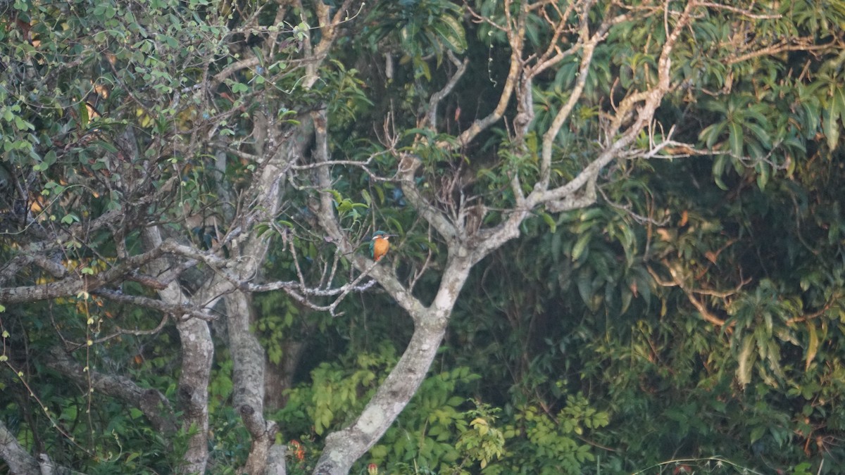 Номин шогшир - ML646574634