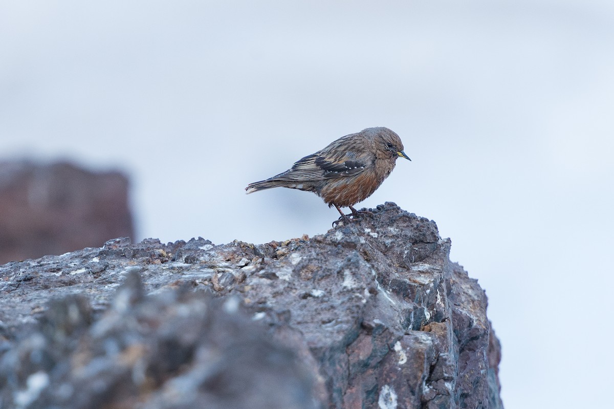 alpejernspurv - ML646574635