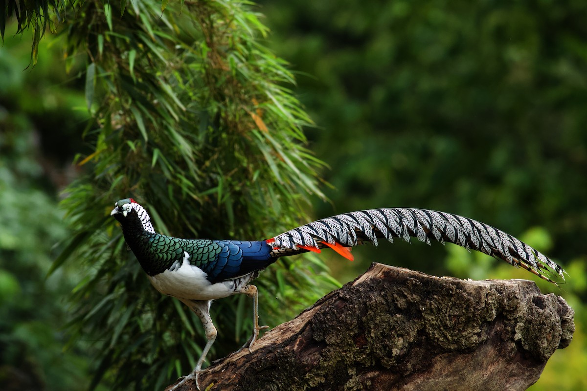 Lady Amherst's Pheasant - ML646574636