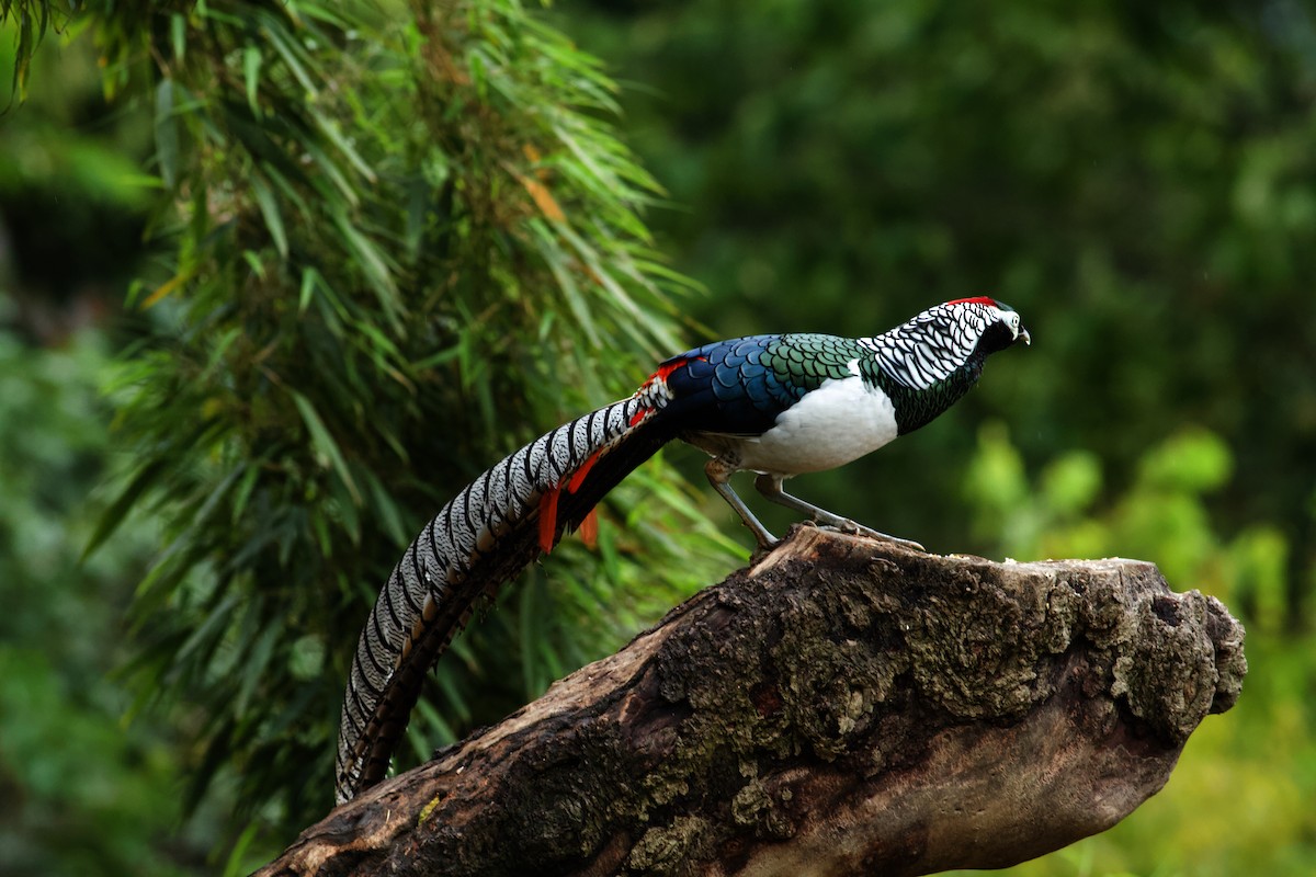 Lady Amherst's Pheasant - ML646574637
