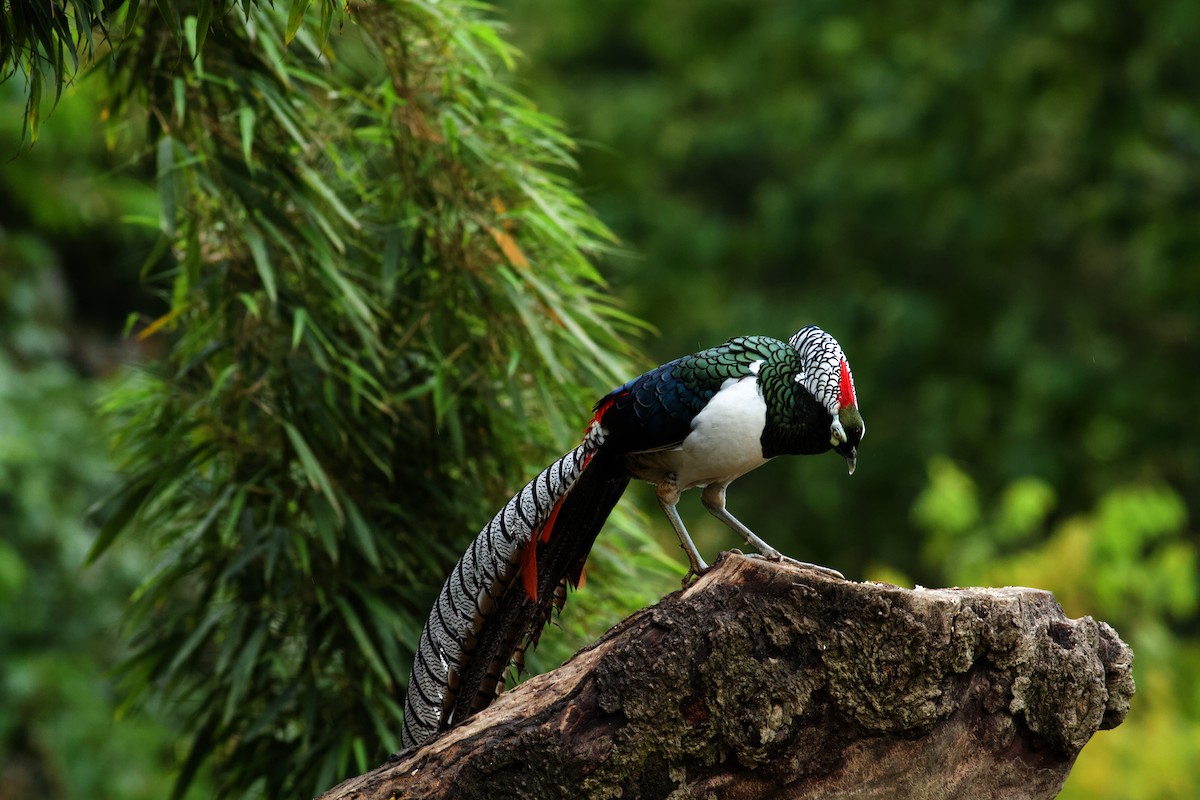 Lady Amherst's Pheasant - ML646574638