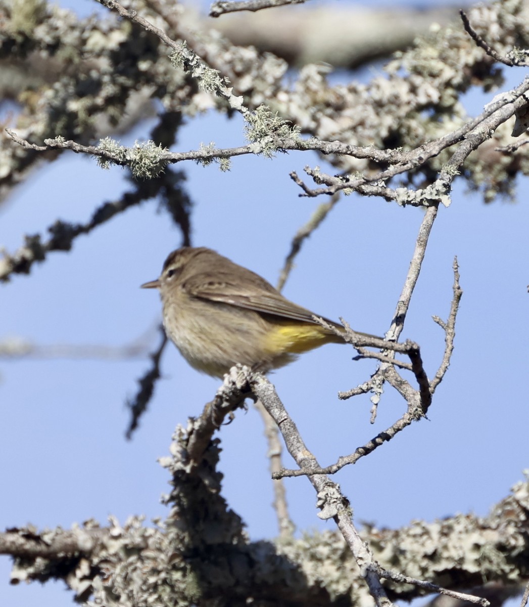 myrparula - ML646574641