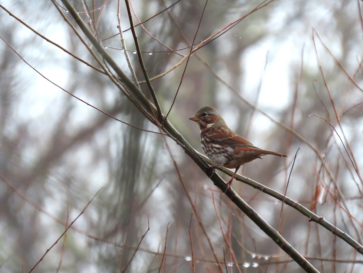 Fox Sparrow - ML646574644