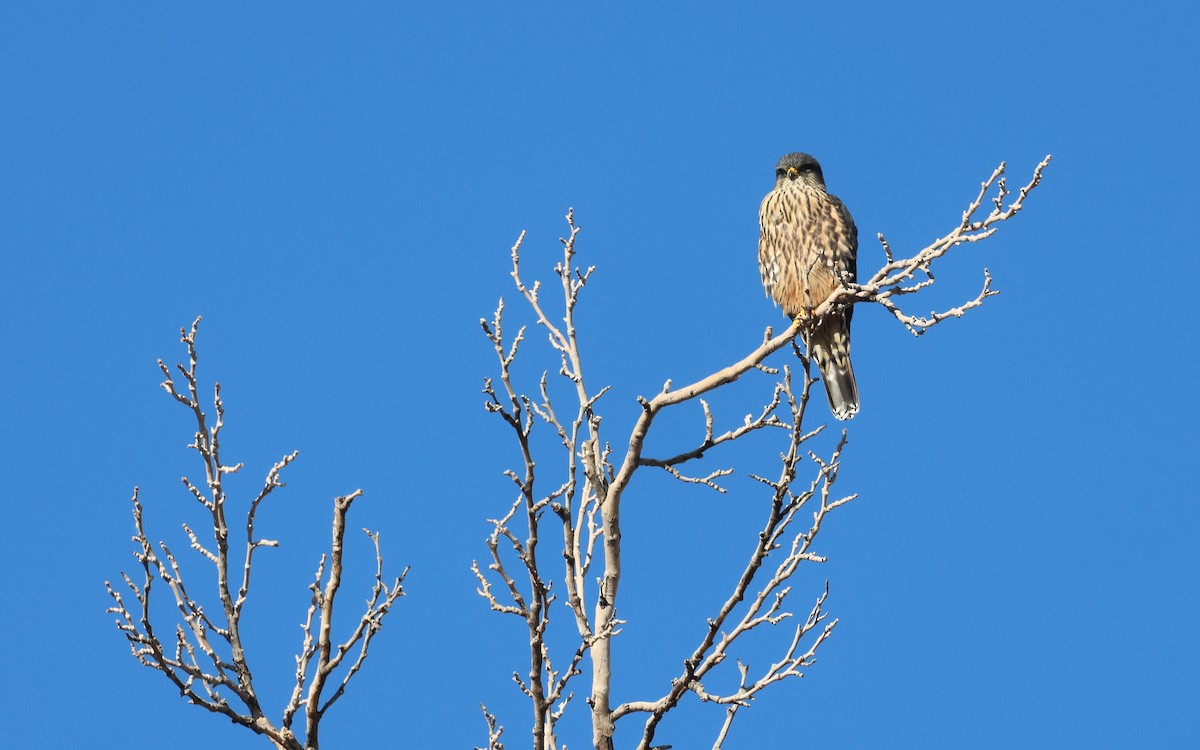 灰背隼 - ML646574646