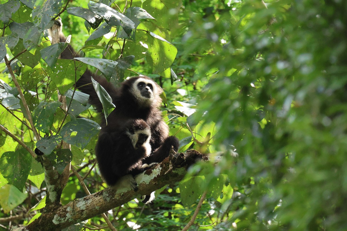 Lar Gibbon - ML646574648