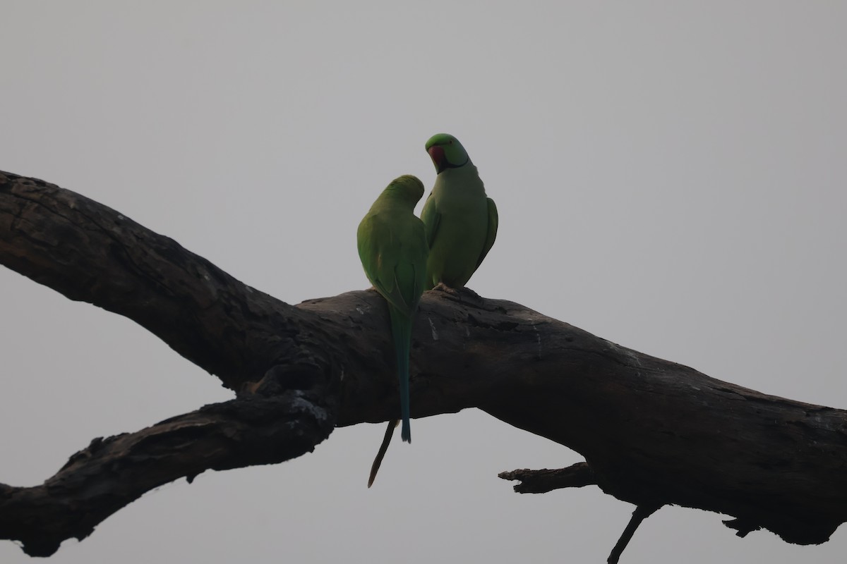 Halsbandsittich - ML646574650