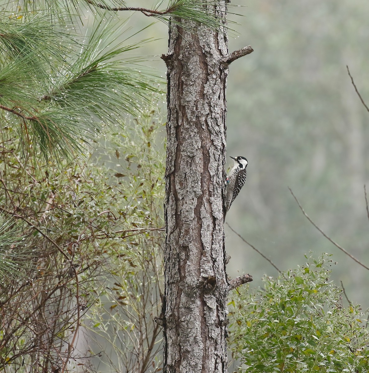 Red-cockaded Woodpecker - ML646574653