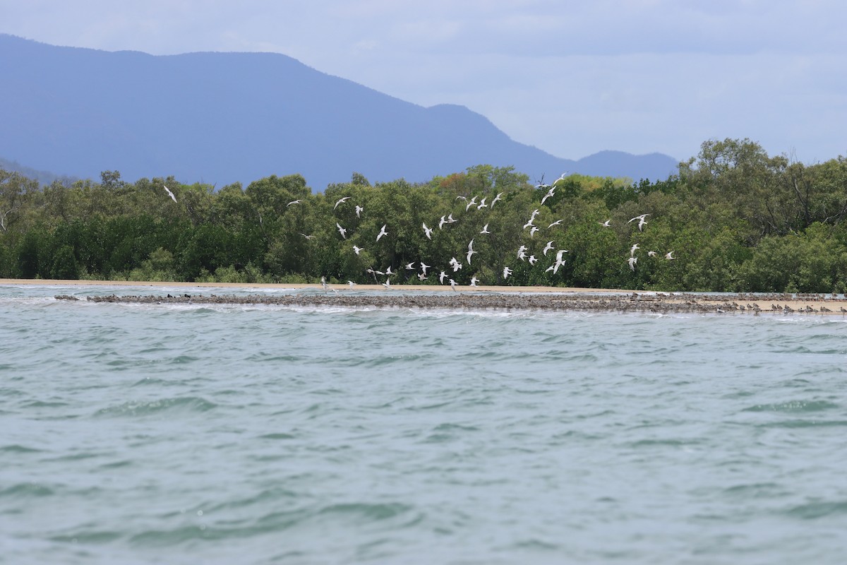 Anadyrknutt - ML646574661