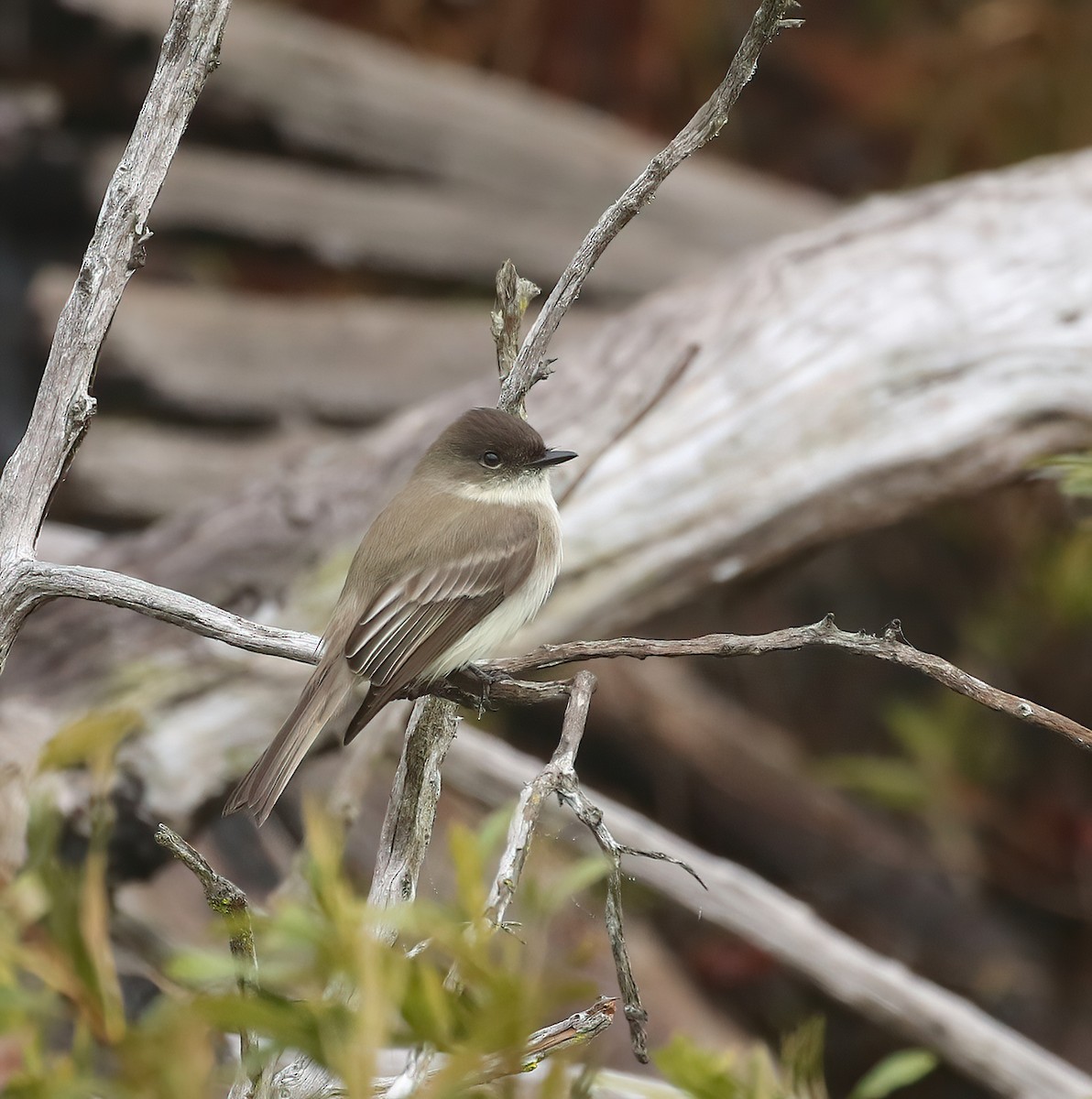 Eastern Phoebe - ML646574662