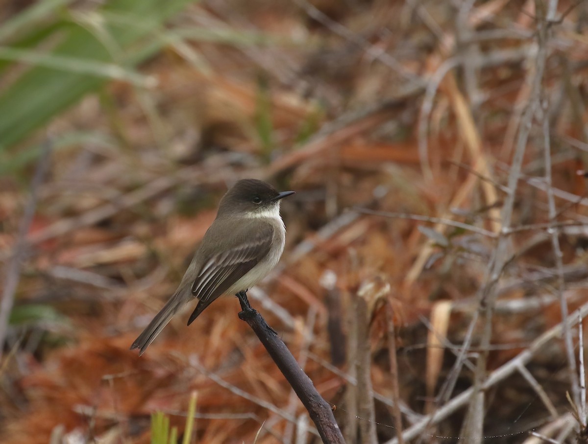 Eastern Phoebe - ML646574663