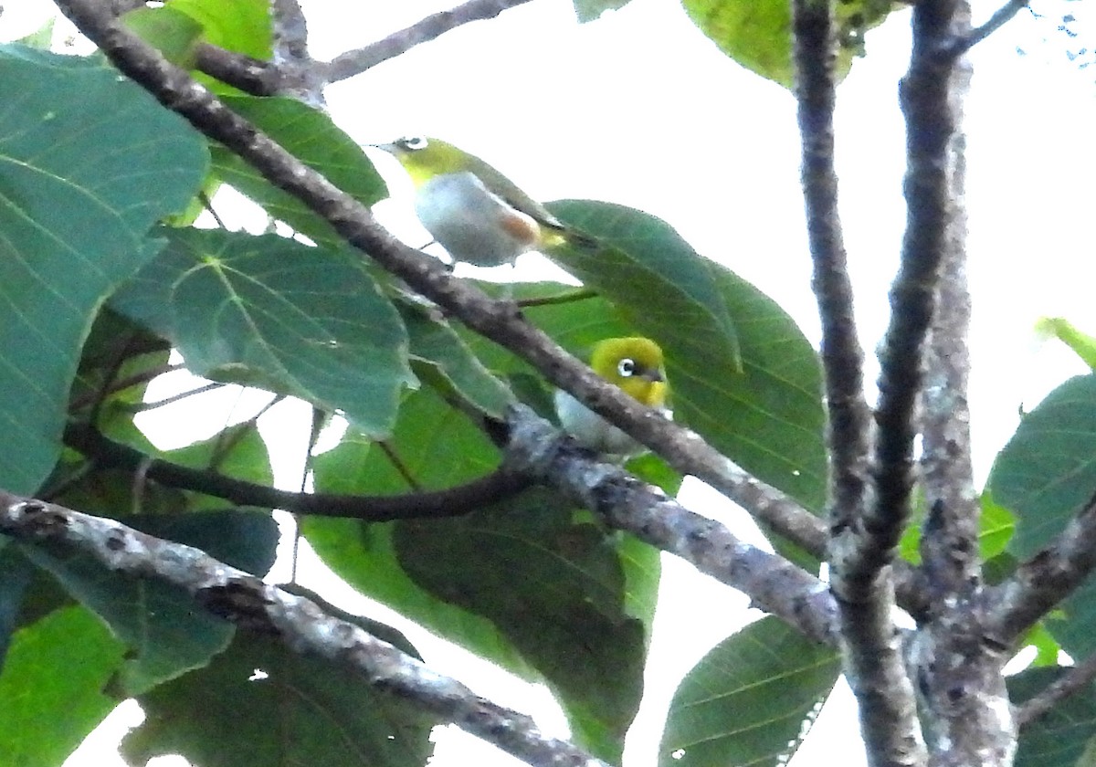 チョウセンメジロ - ML646574664