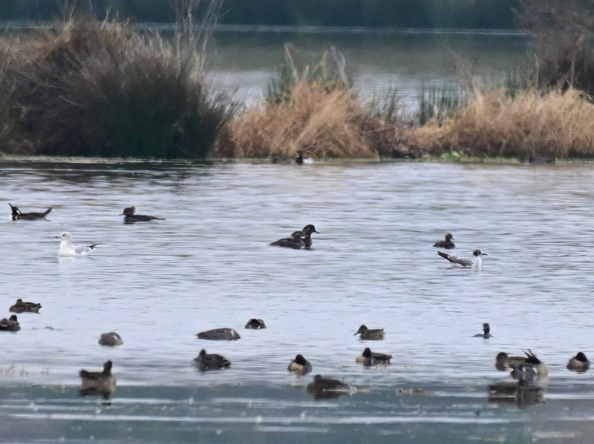 Мартин ставковий - ML646574666