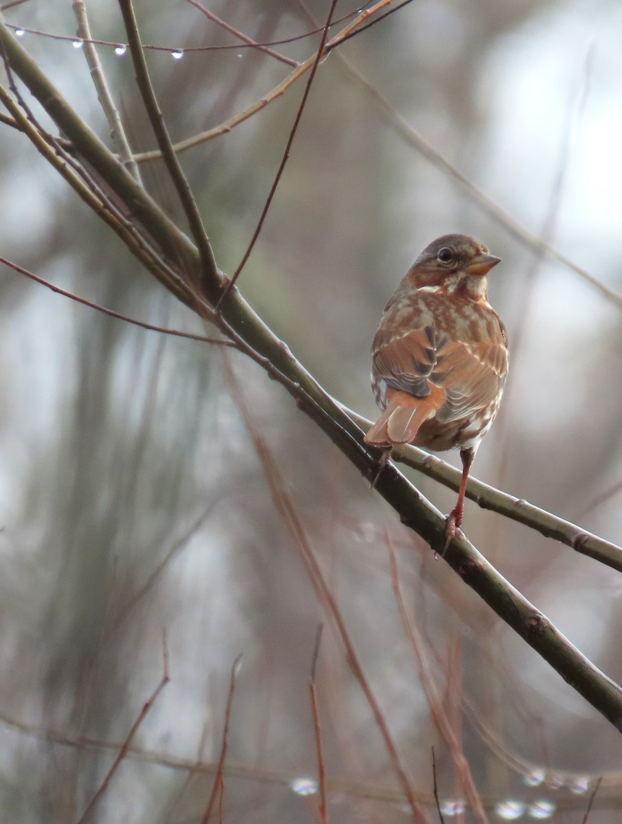 Fox Sparrow - ML646574667