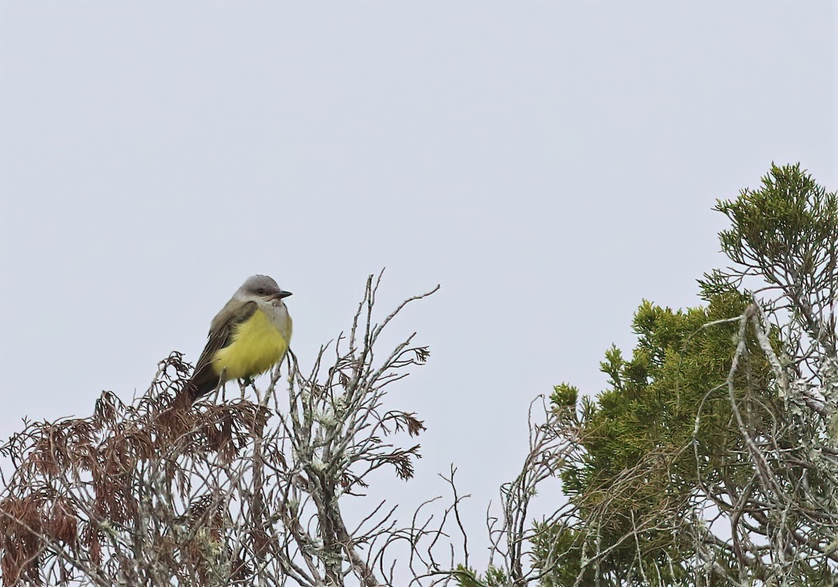 Western Kingbird - ML646574668