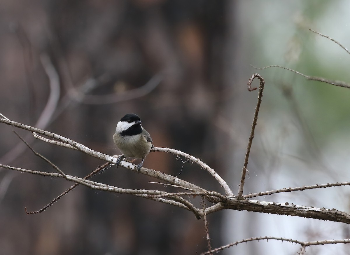 Carolina Chickadee - ML646574670