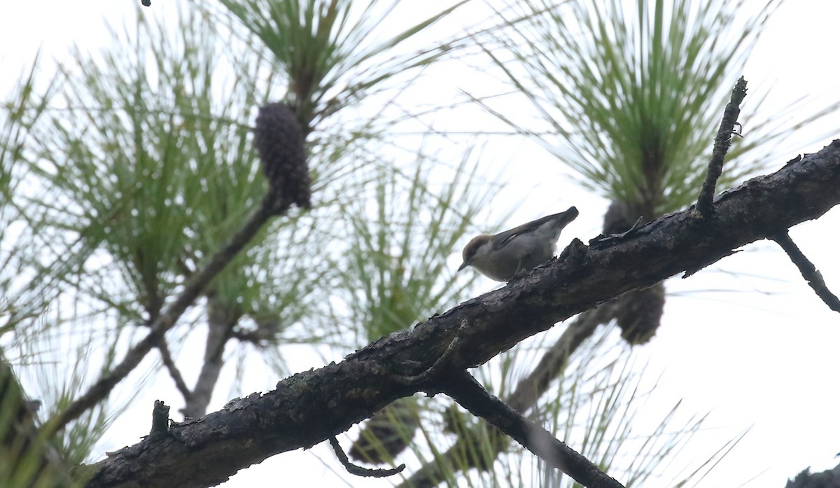 Sittelle à tête brune - ML646574673