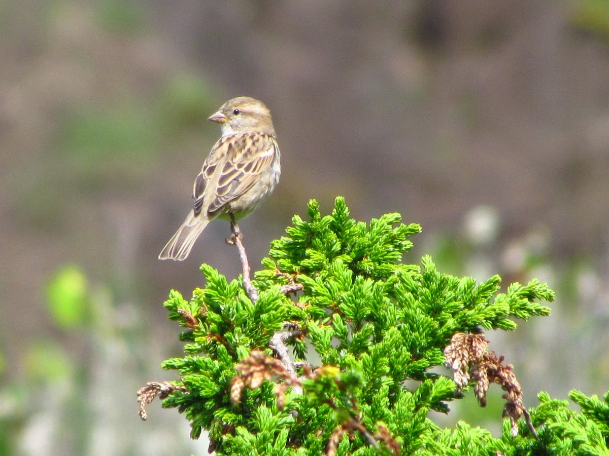 House Sparrow - ML646574674