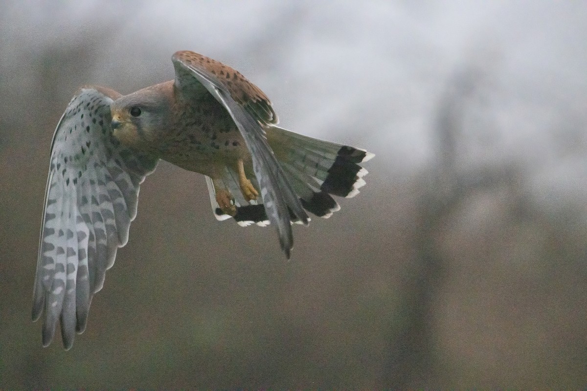 チョウゲンボウ - ML646574675