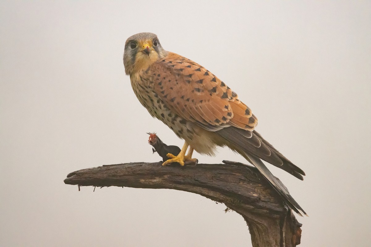 チョウゲンボウ - ML646574677