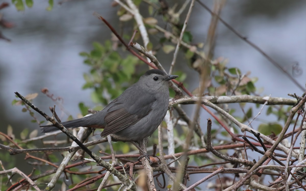 Пересмішник сірий - ML646574678