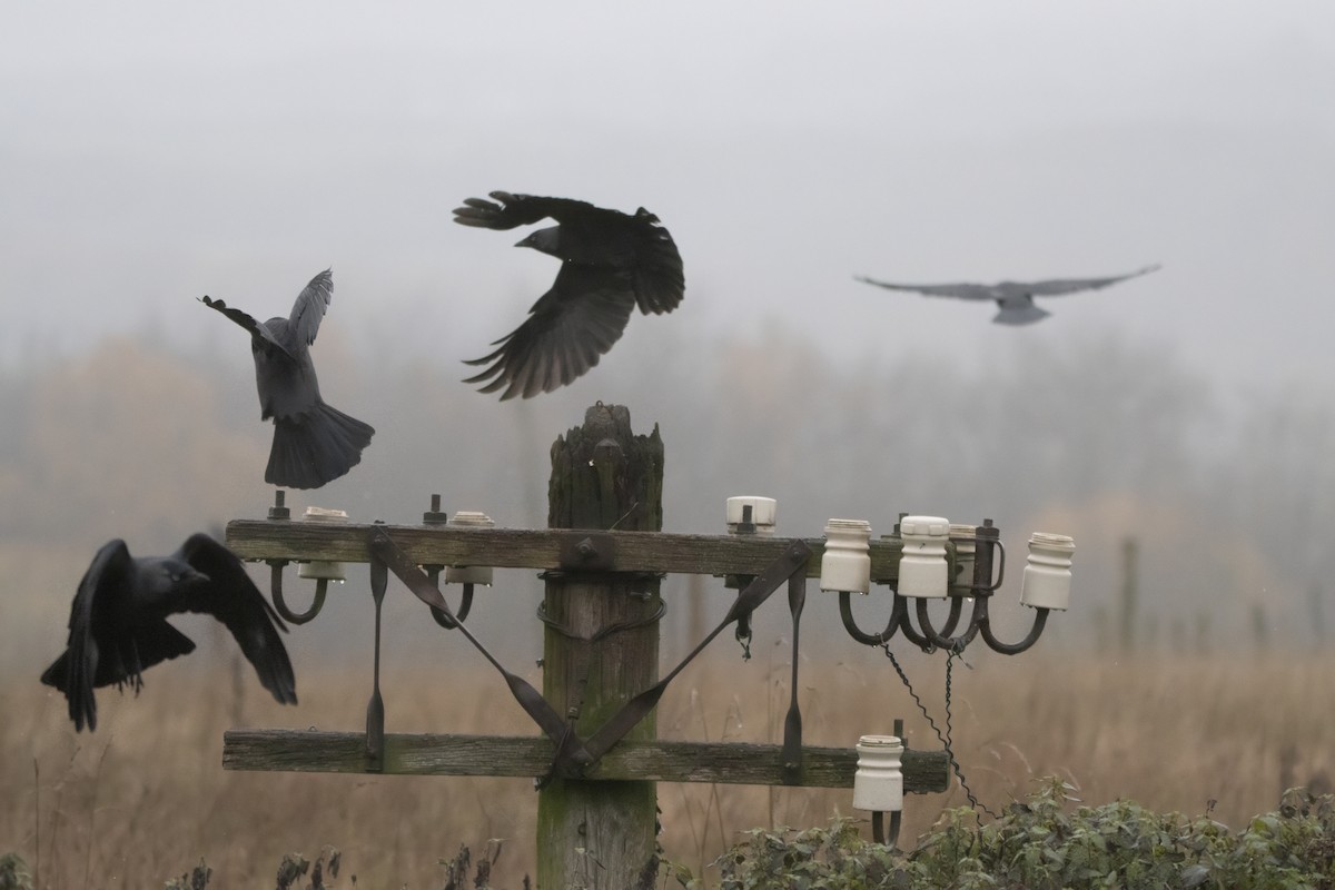 ニシコクマルガラス - ML646574679