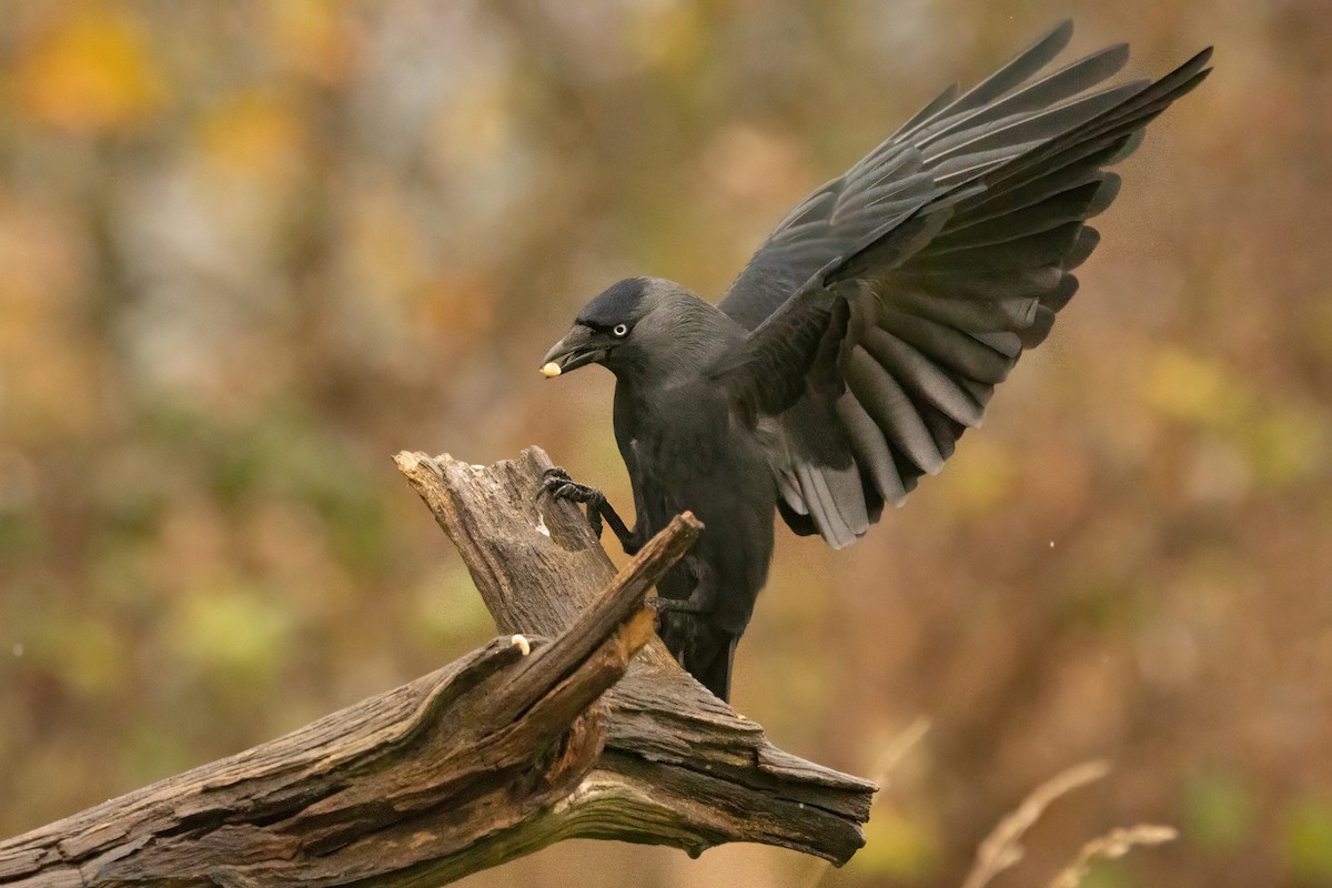 ニシコクマルガラス - ML646574680