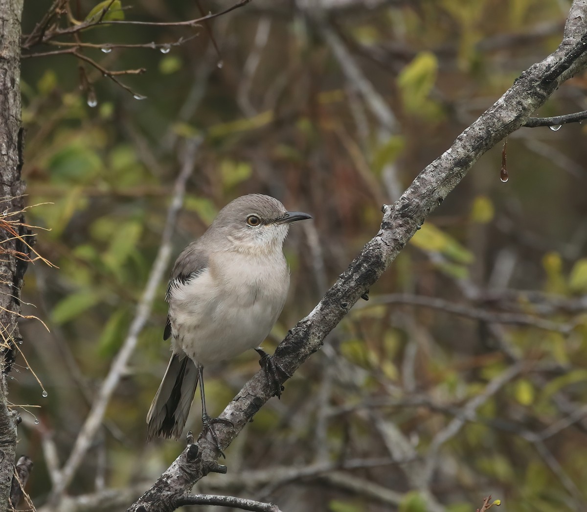 Northern Mockingbird - ML646574681
