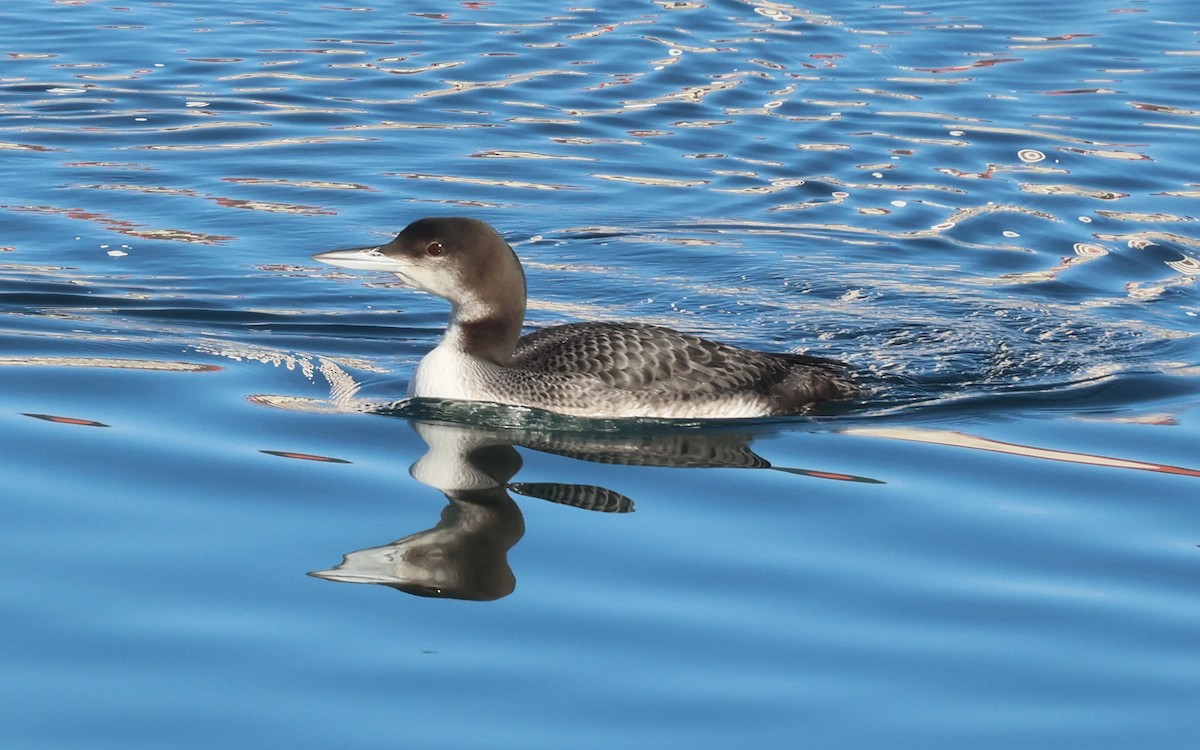 Common Loon - ML646574682
