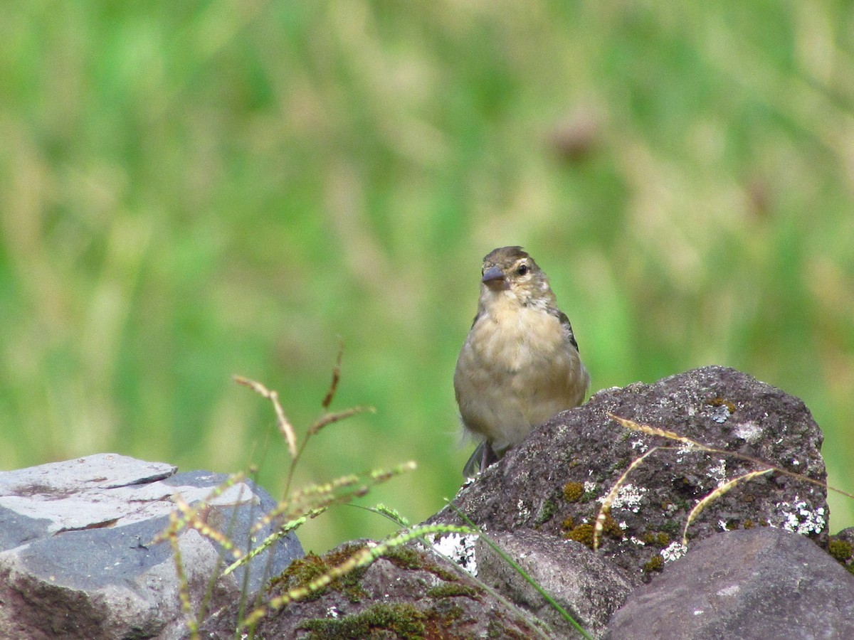 Azores Chaffinch - ML646574684