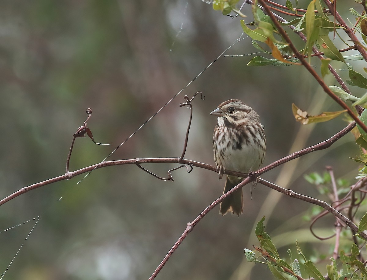 Song Sparrow - ML646574688