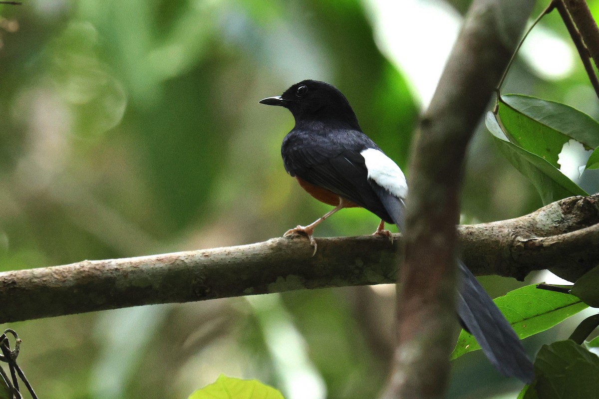 White-rumped Shama - ML646574690