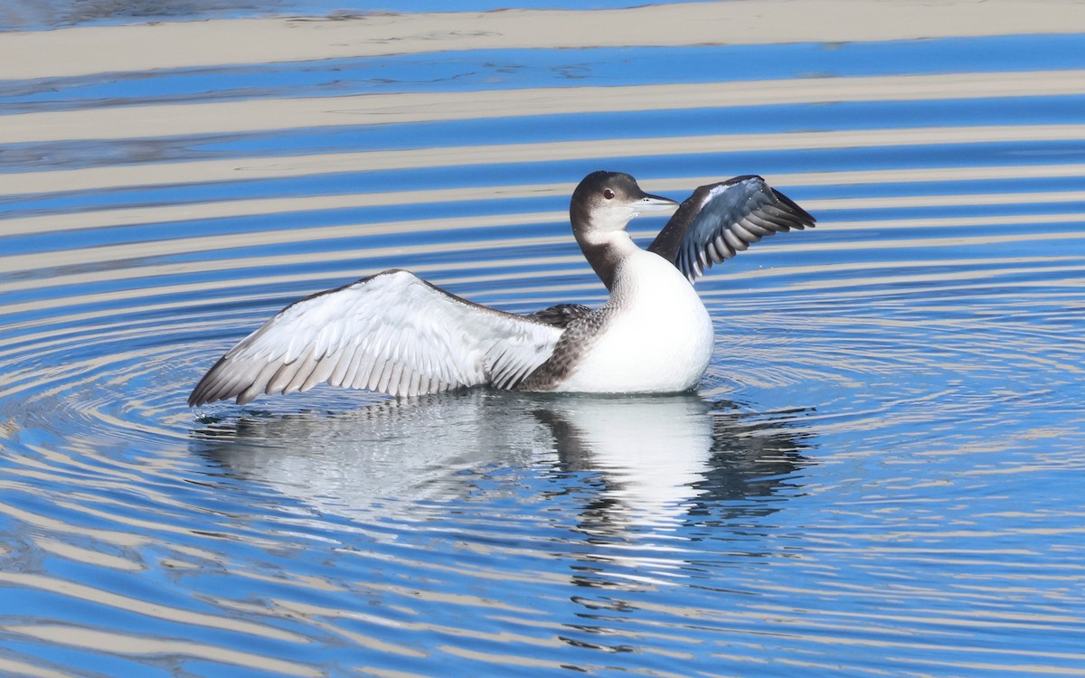 Common Loon - ML646574692