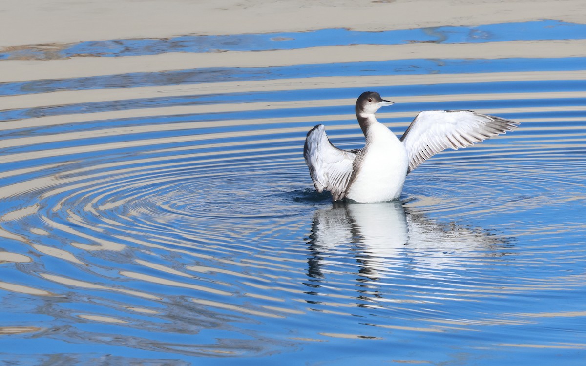 Common Loon - ML646574693